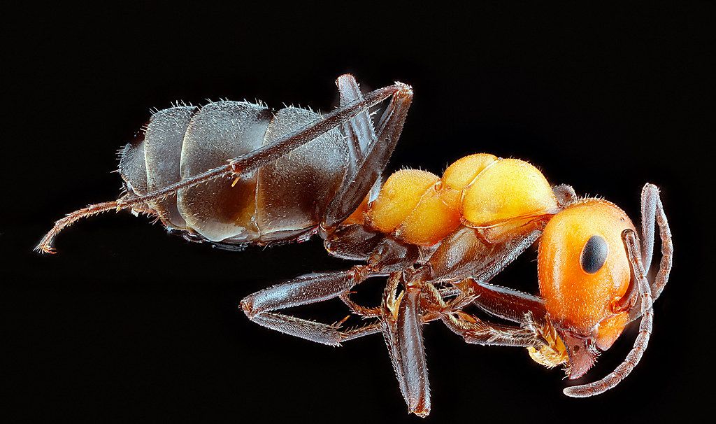 Ant Control service in Bossier City, LA