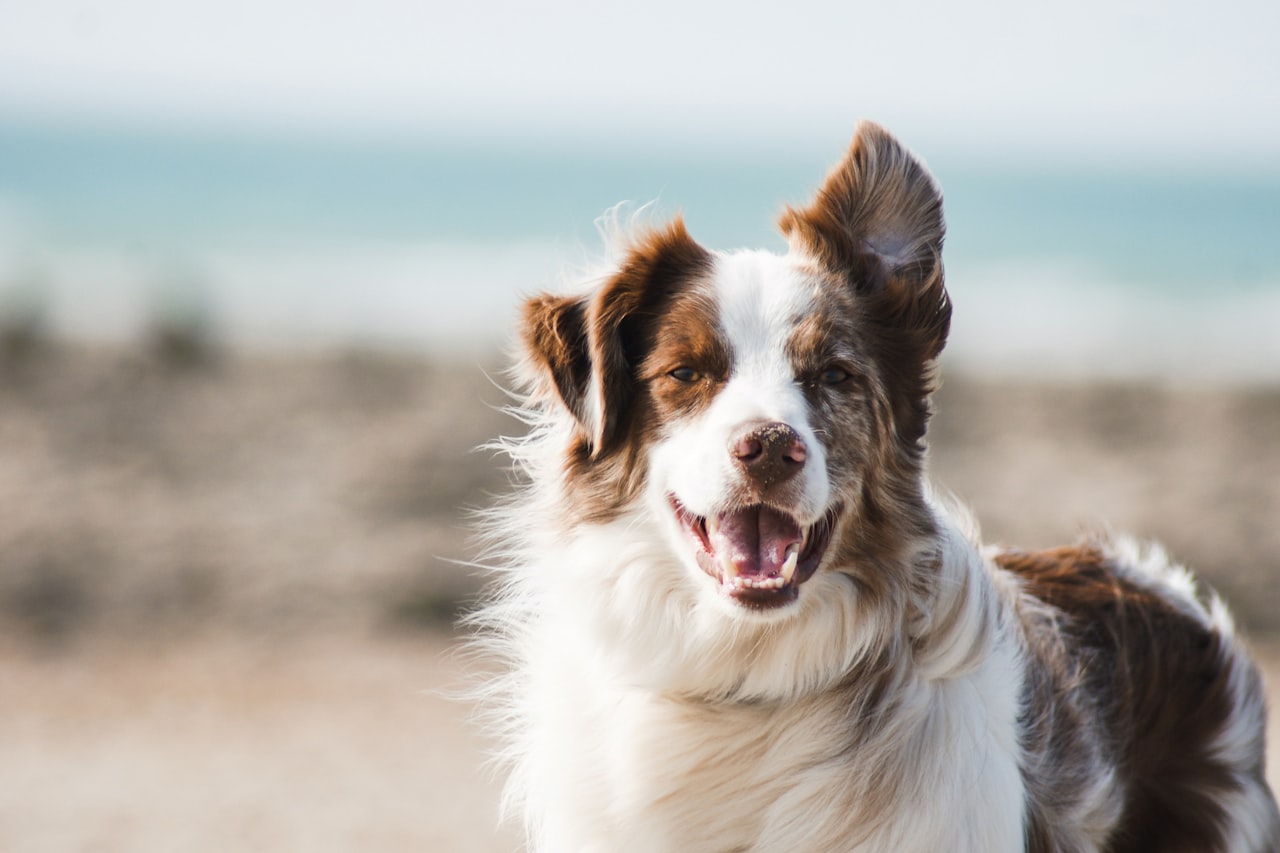 Flea & Tick Control service in Bossier City, LA