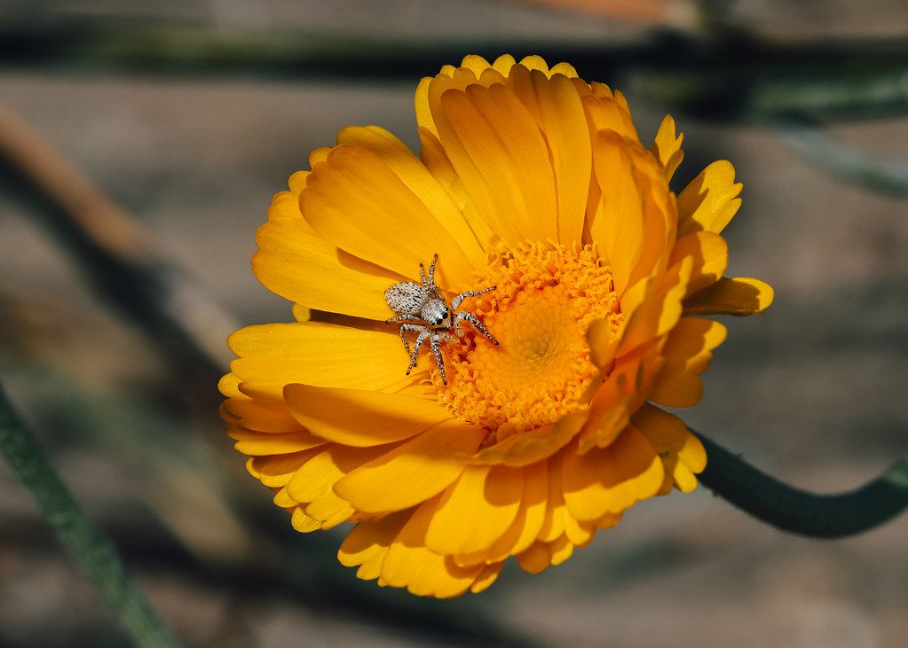 Spider Control service in Bossier City, LA